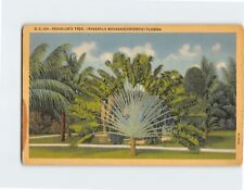 Postcard Traveler's Tree Florida USA picture
