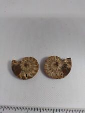 Collectible Cut Split PAIR Ammonite Deep Crystal Cavity Fossil  picture