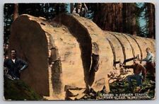 Sawing Fallen Timber Scene Washington c1917 Postcard  picture