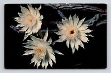 Arizona Peniocereus Greggii Flower Scenic Foliage Chrome UNP Postcard picture