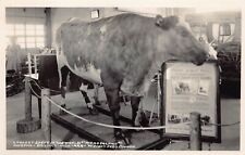RPPC Billings Baker Montana Taxidermy Largest Steer Cow Photo Vtg Postcard B26 picture