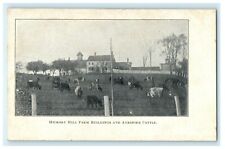 c1910 Hickory Hill Farm and Ayrshire Cattle, New Hampshire, NH Vintage Postcard picture