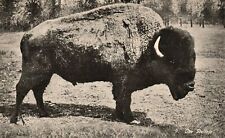 Vintage Postcard 1910's Buffalo Oregon Trail Monument Expedition picture