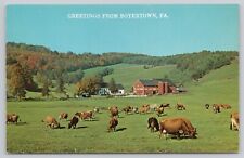 Boyertown Pennsylvania, Greetings, Cows Grazing on Farm Pasture Vintage Postcard picture