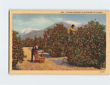 Postcard Picking Oranges in Southern California USA North America picture