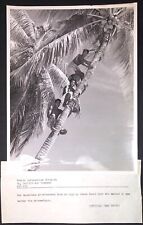 Photo YOUNG NATIVE MEN CLIMBING PALM TREE 1948 gay interest male USAF Malay Java picture