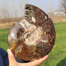 2.42kg Natural Ammonite Fossil Quartz Crystal Specimen carved Reiki gem XL3060 picture