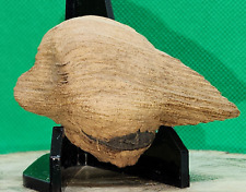 Bird Figurine Knot Wood-Psuedo vs sculptured? wgt:16 gr./ 1 3/4