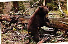 1971 Brown Phase of Black Bear Playful Bear Cub in Forest Postcard picture
