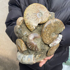 7.4lb Rare Large Natural Conch Ammonite Fossil Crystal Mineral Specimen healing picture