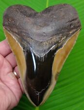 MEGALODON SHARK TOOTH - 6.02 in.  SHARKS TEETH w/ DISPLAY STAND - MEGLADONE picture