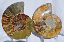 Cut Split PAIR Ammonite Deep Crystal Cavity 110myo Fossil 205mm XXXL 8.0
