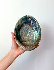 VINTAGE SHELL LARGE RED ABALONE HALIOTIS RUFESCENS SHELL TRIVET BEAUTY picture