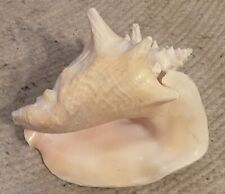 Vintage Large Natural Queen Conch Sea Shell Seashell 8