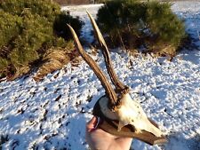Real antique ROE DEER ANTLERS SKULL TAXIDERMY  picture