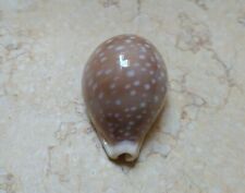 F Cypraea camelopardalis  GEM F++++ 63.5 mm clear dots red sea shell Sharmiensis picture
