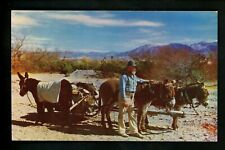 Animal postcard Donkey burro workers chrome picture