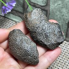 2PCS 78g Rare Rugose Coral Fossil Slab - Actinocyathus - Morocco F115 picture