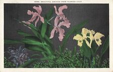 Rare Beautiful Purple & White Orchid Flowers in Florida, Vintage Postcard picture