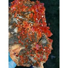 A++++ SPECTACULAR BIG FIRE RED VANADINITE CRYSTALS ON BARITE AND MANGANESE 1170g picture