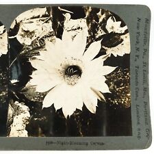 Night-Blooming Cereus Flower Stereoview 1898 Ceroid Cactus Bloom Still Life F436 picture