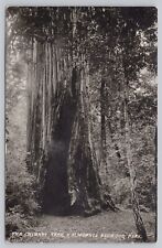 Redwood Park California, The Chimney Tree, Vintage RPPC Real Photo Postcard picture