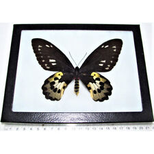 Ornithoptera rothschildi birdwing butterfly female Papua New Guinea Framed picture