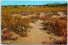 Postcard - Desert Wildflowers picture