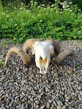 Mouflon Aries Ram Sheep Skull With Horns Taxidermy Home Decor Gothic Ornament  picture