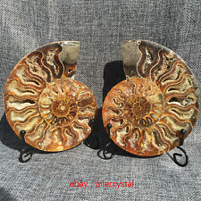 300-500G A Pair Natural Sectcut Ammonite Fossil Conch Specimen +Base Healing picture