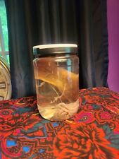 Preserved Squid In Jar Collectible picture