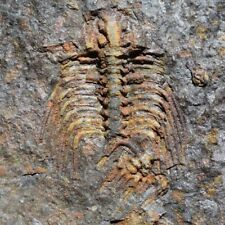 Ultra Rare Trilobite Fossil Kettneraspis aracana Bolivia Silurian picture