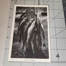 Vintage Postcard - Big Catch Of Fish Iron River Michigan MI Outdoor Sports picture