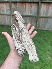 Texas Petrified Live Oak Wood Rotted Branch 12
