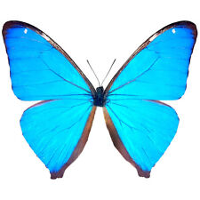 Morpho aega ONE REAL BUTTERFLY BLUE UNMOUNTED WINGS CLOSED picture