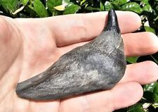 Georgia W-h-@-l-e Tooth Fossil Not Shark picture