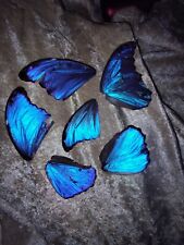 7  BLUE MORPHO  BUTTERFLY WINGS JEWELRY ARTWORK  picture