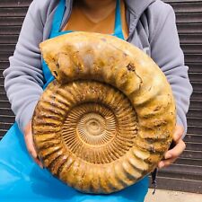 23.76LB TOP Natural Beautiful ammonite fossil conch Crystal specimen heals 1141 picture