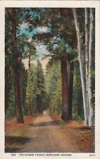  Postcard The Kaibab Forest Northern AZ  picture