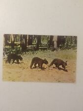 3 Bears  Yellowstone National Park Vintage post card souvenir picture
