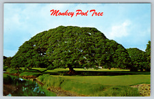c1960s Monkey Pod Tree Hawaiian Wood Vintage Postcard picture