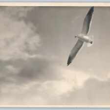 c1910s Beautiful Flying Bird Sky RPPC Skilled Talent Real Photography Dove A193 picture