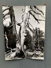 Bernard Darot Film Photograph Ramure of a Dead Tree XXe M1480 picture