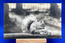 RPPC Real Photo Squirrel Eating Nuts J.J. Boysen 1910 Antique Postcard Unposted picture