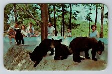 Coloma MI-Michigan, Deer Forest, Paw Paw Lake, Black Bears, Vintage Postcard picture