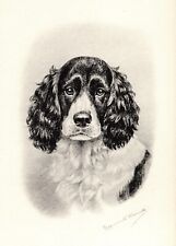 Antique Marguerite Kirmse Springer Spaniel Print Hunting Dog Wall Art Decor 4959 picture