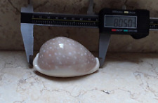 F Cypraea camelopardalis wow HUGE GEM red sea shell 80.5 mm F++++  clear dots picture