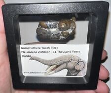 RARE Ice Age Fossil GOMPHOTHERE Partial Molar Lot from Florida Pleistocene picture