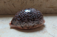 F cypraea pantherina  F++++ 92.8 mm red sea shell super glossy color funebralis picture