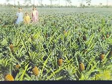 Plantation of Pineapples Harvest Ready Florida Magic Lantern Glass Slide 1910 picture